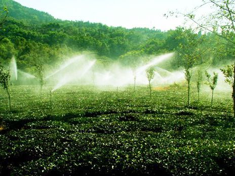 茶園噴灌